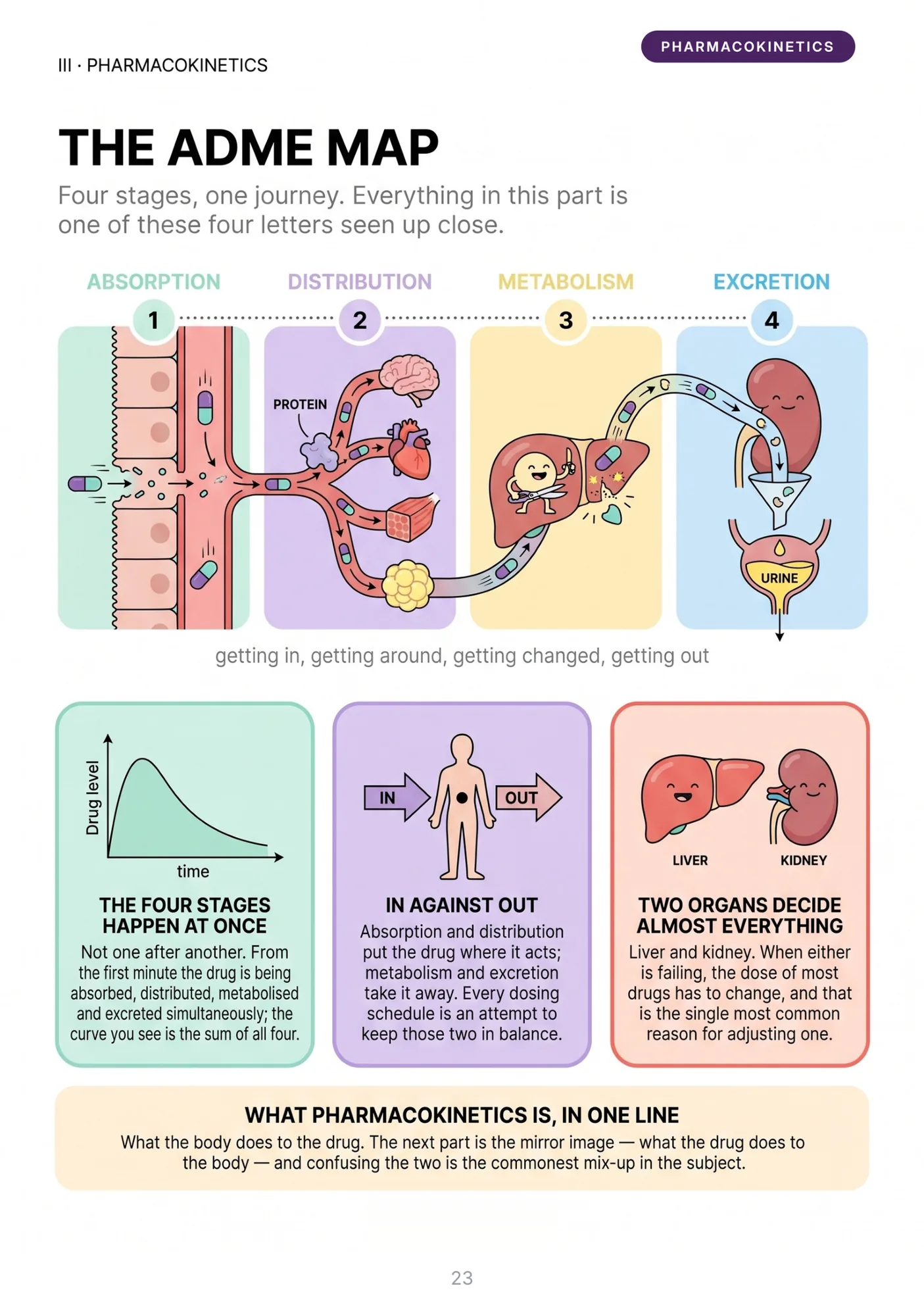 Sample page: the ADME map, pharmacokinetics illustrated