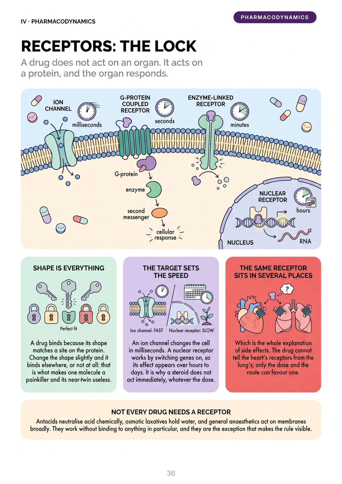 Sample page: receptors, the lock and key model